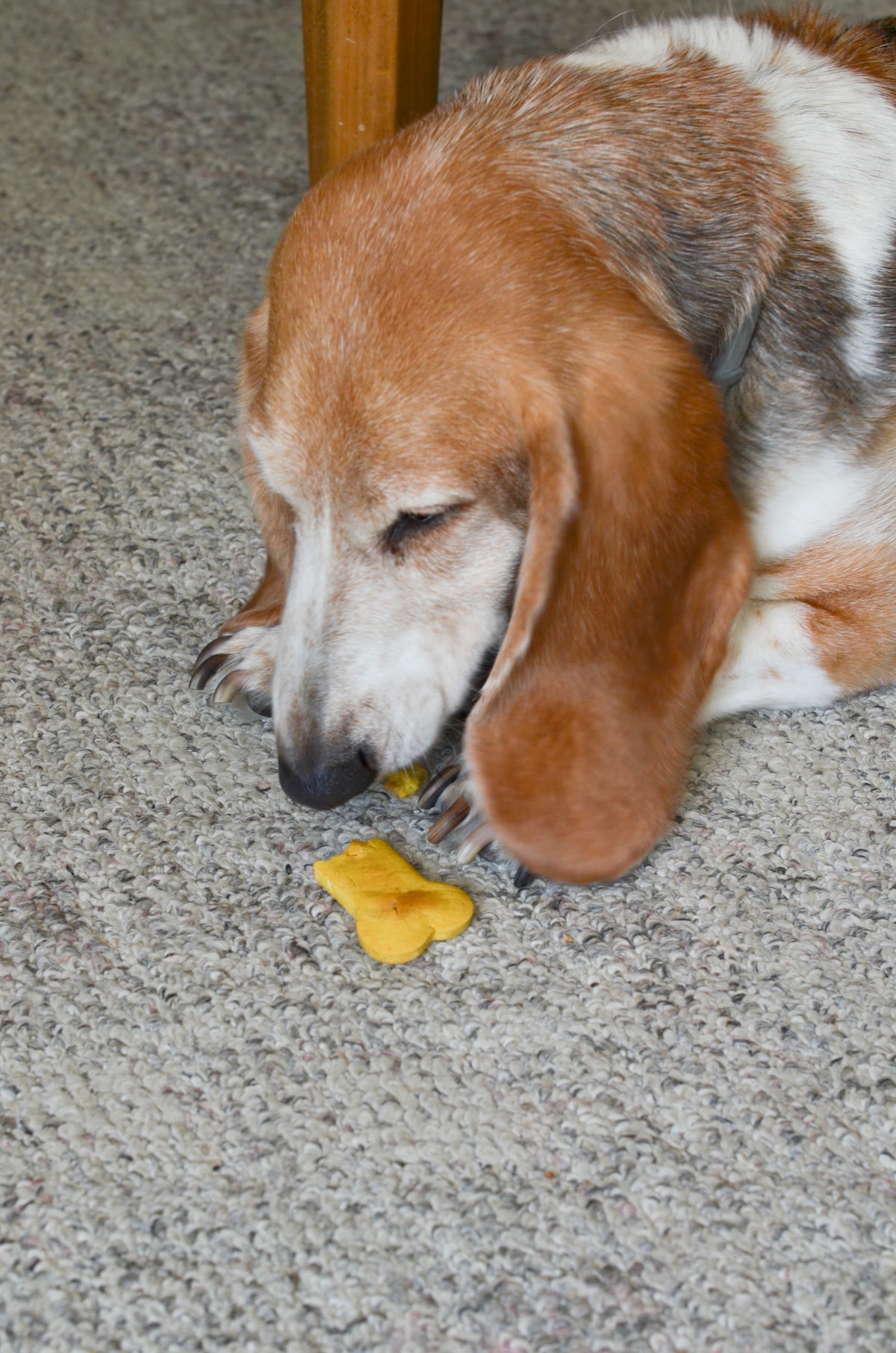 Dino the basset hound enjoying his peanut butter dog treat.